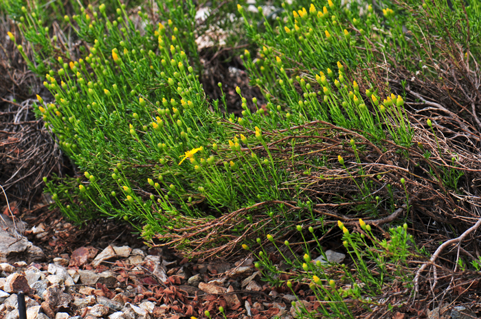 Damianita is a low-growing subshrub or small shrub with a woody base and erect stems. Plants are dense, twiggy and bushy. Chrysactinia mexicana 